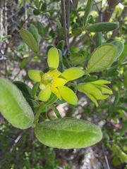 Vangueria triflora