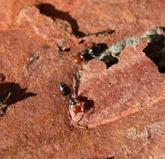 Crematogaster scutellaris