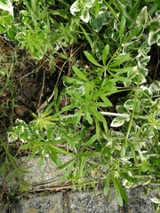 Galium aparine