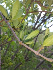 Vangueria triflora