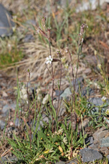 Silene douglasii douglasii