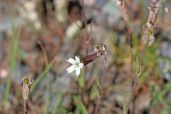 Silene douglasii douglasii