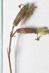 Silene douglasii douglasii