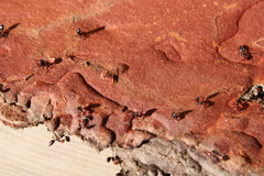 Crematogaster scutellaris
