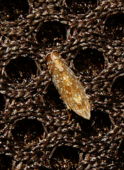 Scaphytopius acutus