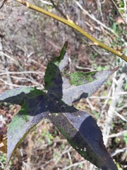 Liquidambar styraciflua