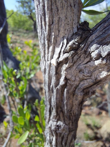 Image of Pavetta zeyheri by (c) Manuel R Popp, some rights reserved (CC BY)