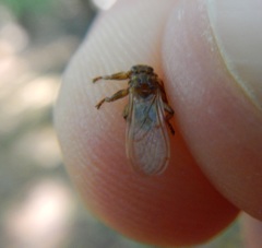 Hippoboscoidea