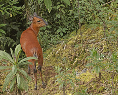 Cephalophorus nigrifrons hooki