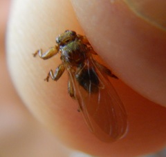 Hippoboscoidea