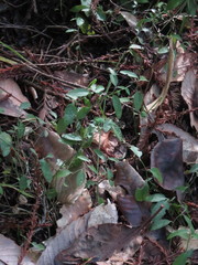 Rhinotropis californica