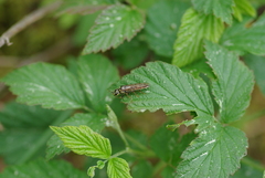 Pamphilioidea