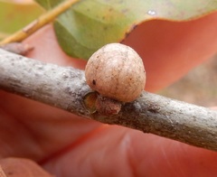 Allokermes galliformis