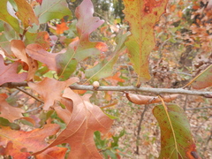 Allokermes galliformis