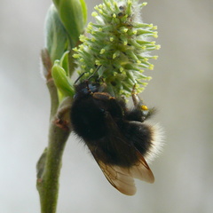 Bombus hypnorum