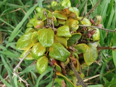 Puccinia magellanica