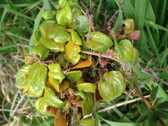 Puccinia magellanica