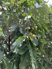 Bertholletia excelsa