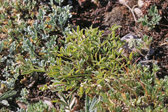 Trifolium gymnocarpon