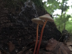 Mycena crocata