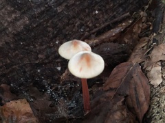Mycena crocata