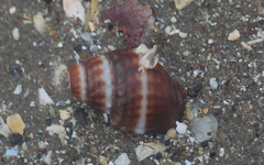 Nassarius dentifer