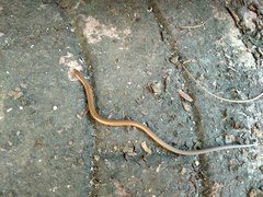 Lined Supple Skink photo 2