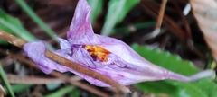 Crocus serotinus