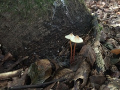 Mycena crocata