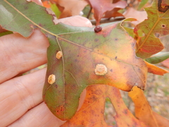 Polystepha pustuloides