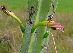 Cereus stenogonus