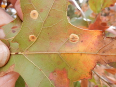 Polystepha pustuloides