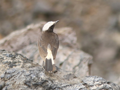 Oenanthe lugubris schalowi