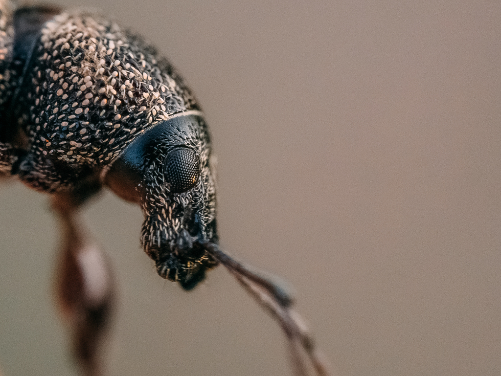 Otiorhynchus fullo