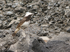 Oenanthe lugubris schalowi
