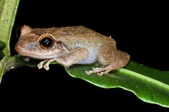 Eleutherodactylus coqui