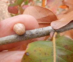 Allokermes galliformis