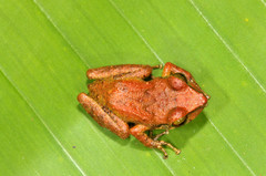 Eleutherodactylus locustus