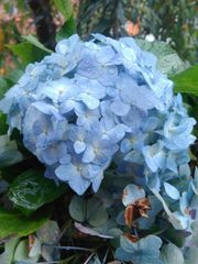 Hydrangea macrophylla