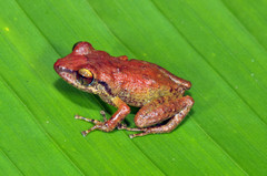 Eleutherodactylus locustus