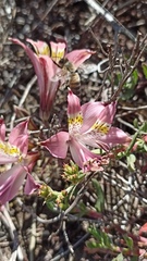 Alstroemeria hookeri