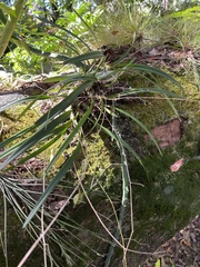 Encyclia tampensis