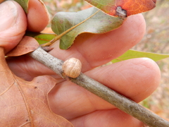 Allokermes galliformis