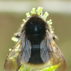 Bombus hypnorum