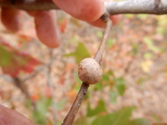 Allokermes galliformis