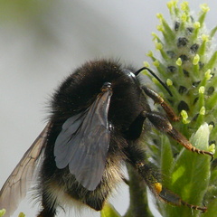 Bombus hypnorum