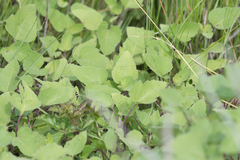 Ambrosiinae