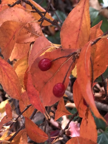Pourthiaea villosa iNat (2)