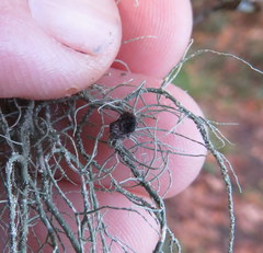 Biatoropsis usnearum