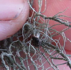 Biatoropsis usnearum